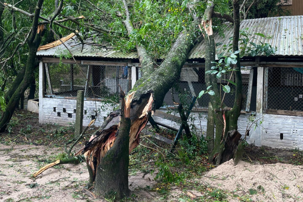 Temporal em Restinga Sêca deixa árvores caídas, casas destelhadas e espaços públicos danificados