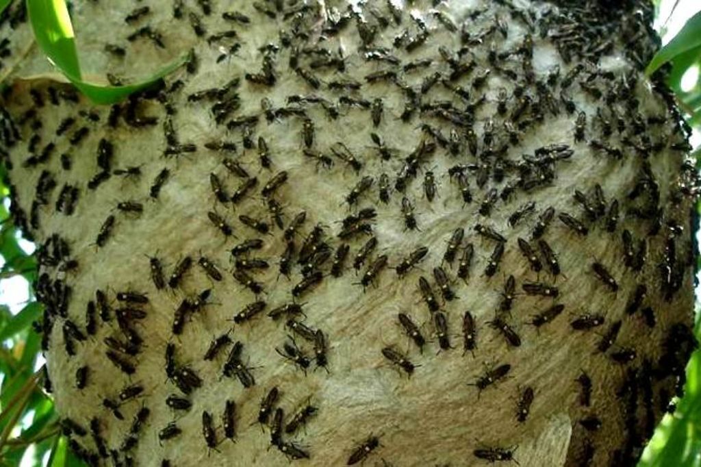 Marimbondos são retirados de residência em Ibiraquera