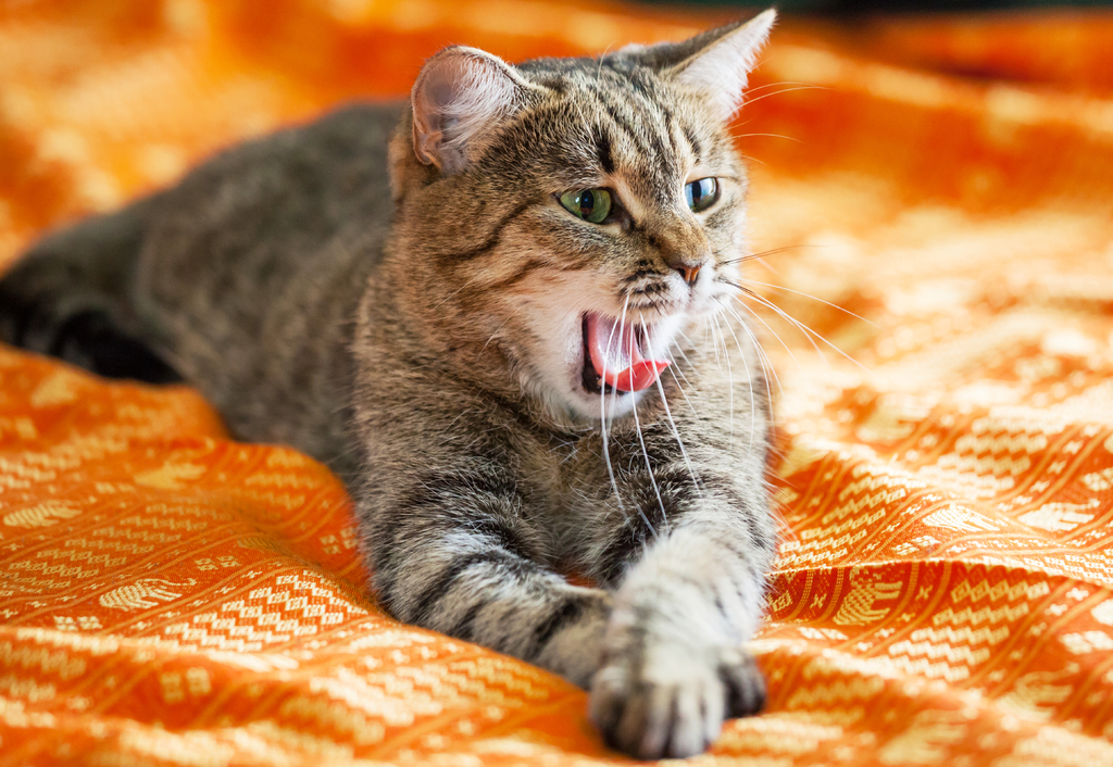 Toxoplasmose: gatos não são os vilões da transmissão da doença