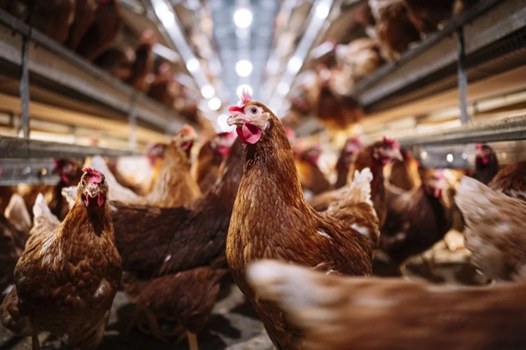 Estado de emergência zoossanitária para enfrentamento da gripe aviária é prorrogado