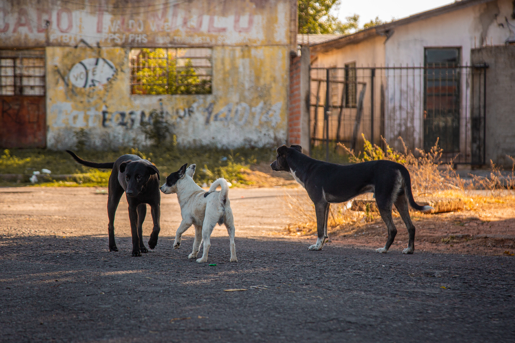 Foto: Nathália Schneider - Animais semi-domiciliados, que possuem donos, mas livre acesso a rua, estão expostos a diferentes riscos