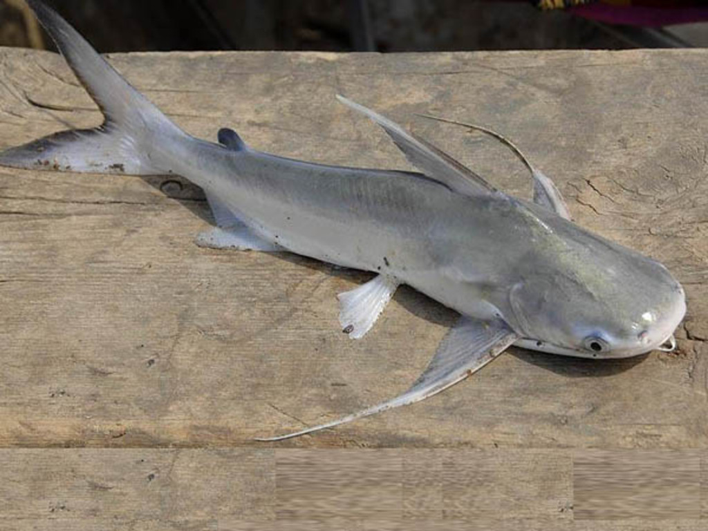 Foto: Divulgação - DP - Bagre não pode ser pescado em todo o País devido a decreto editado em 2014 que aponta risco de extinção