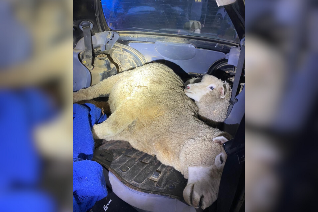 VÍDEO: PRF encontra duas ovelhas vivas e amarradas dentro de carro em rodovia gaúcha