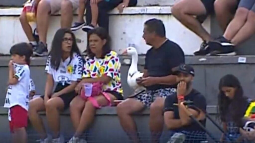 Gansa de estimação assiste a jogo de futebol em Santa Catarina (Foto: Reprodução NSC TV) - 