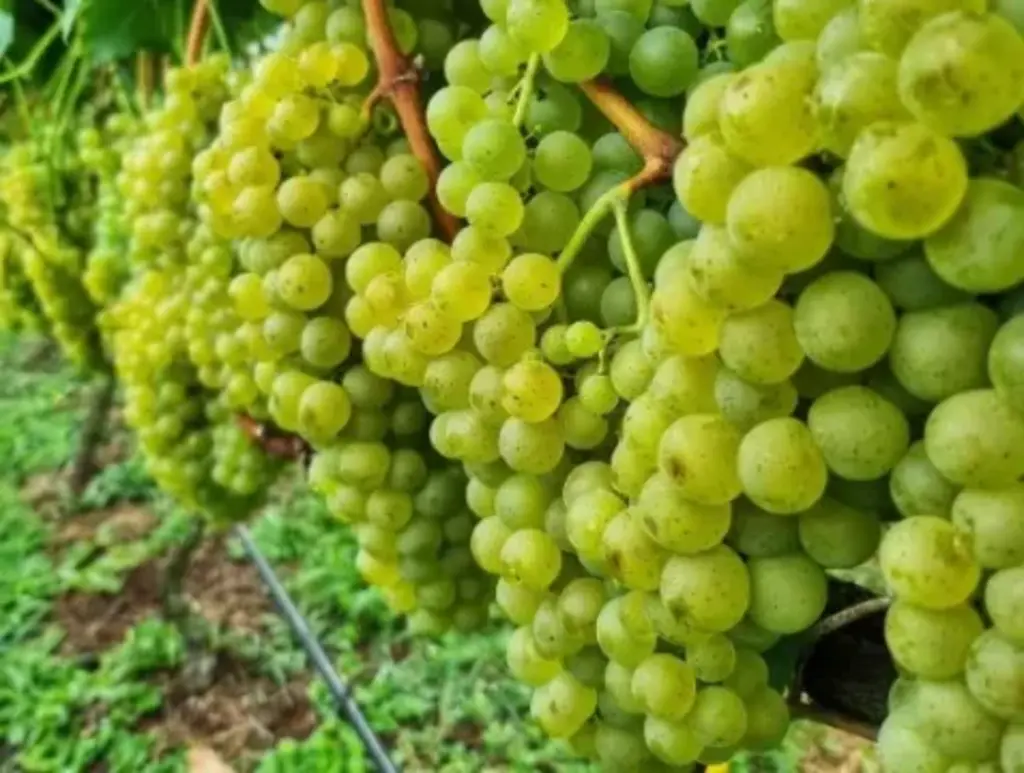 Epagri aprova uvas para produção de vinhos finos mais sustentáveis em SC
