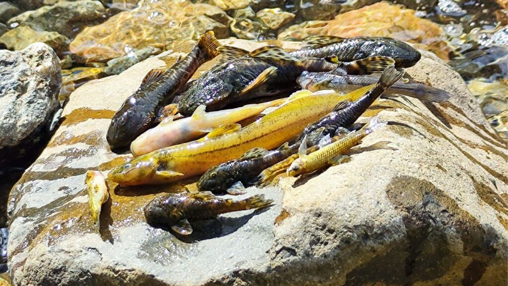 Peixes mortos são encontrados no Rio Seco após tombamento de caminhão