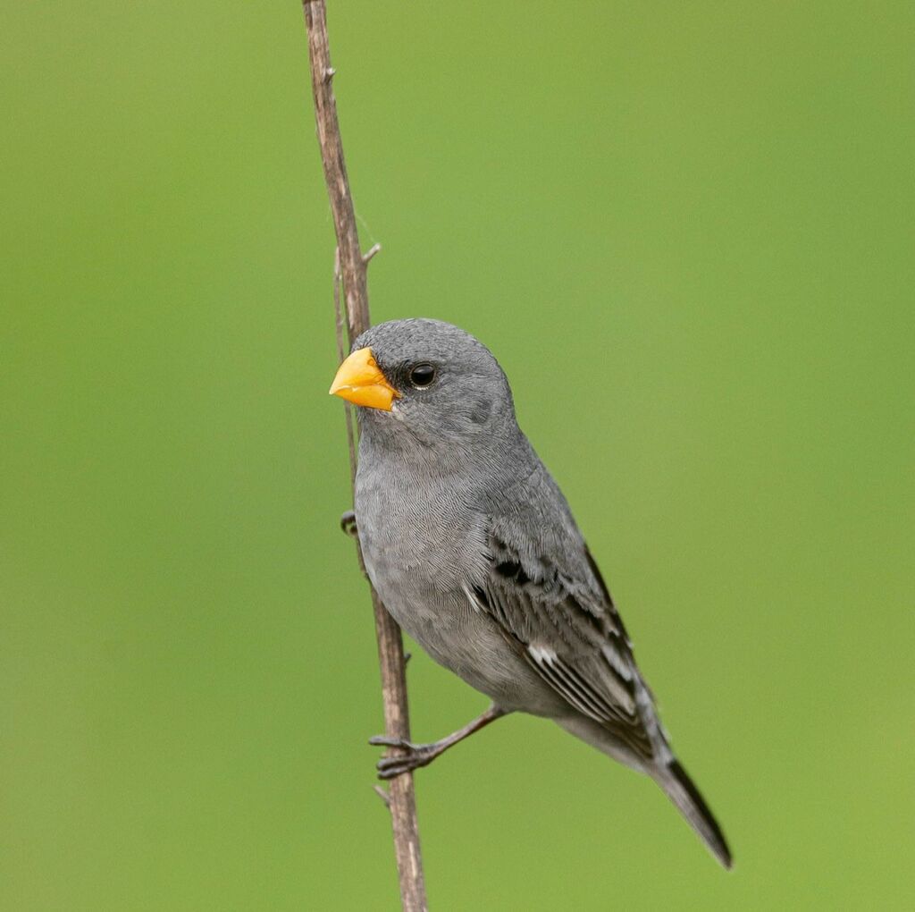 Sporophila beltoni (patativa-tropeira) – Foto: Raphael Zulianello - 