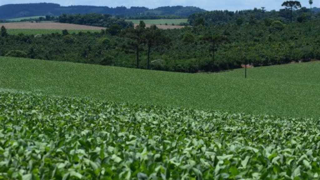 Como o La Niña pode impactar a agricultura de SC em 2024