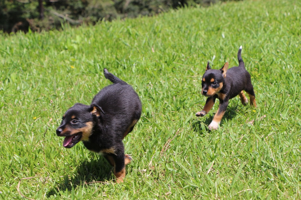 Centro de Controle de Zoonoses de Lages conta com cães e gatos disponíveis para adoção responsável