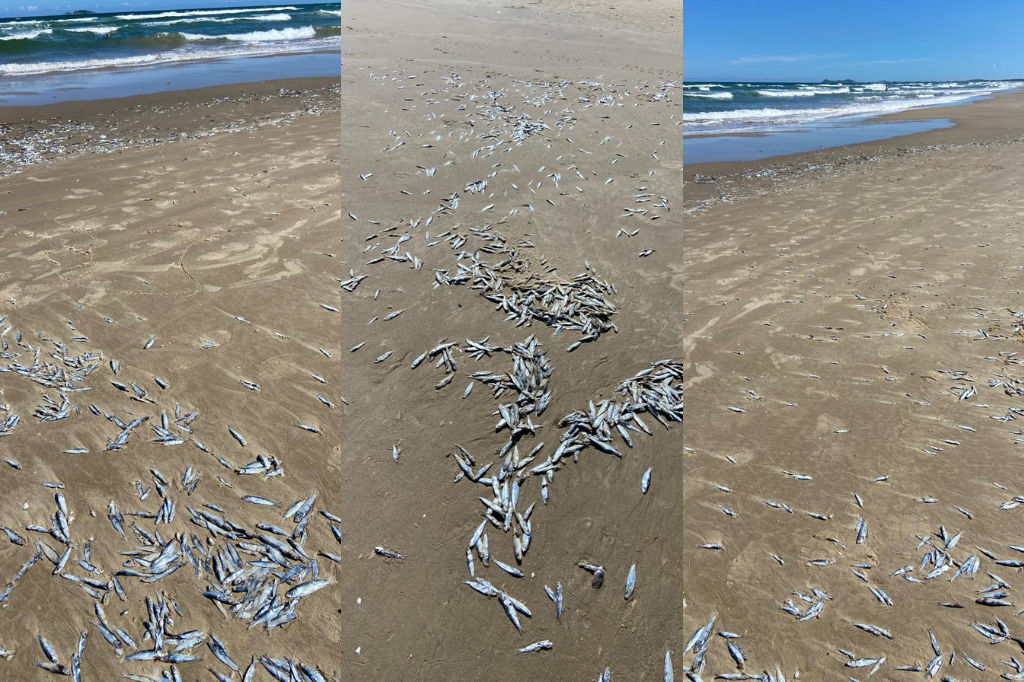 Peixes mortos na Praia da Vila intrigam moradores