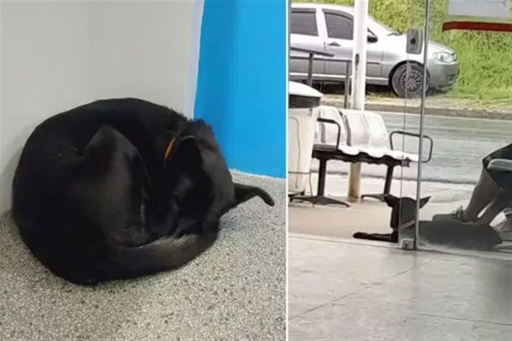 Cadela é adotada após esperar três semanas em frente a hospital por tutor que morreu em São Paulo