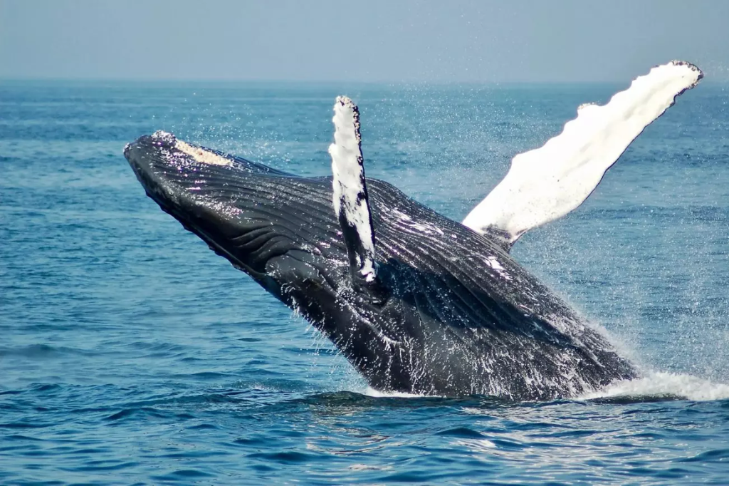 Baleia-franca é um dos animais vistos como vulneráveis para extinção, diz levantamento