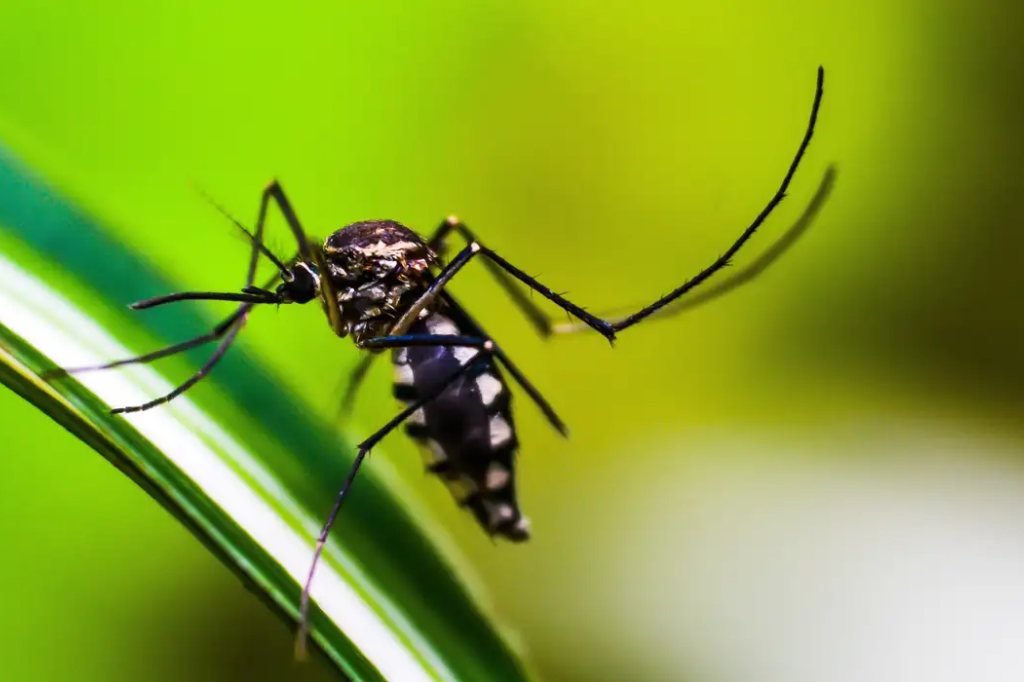 Município de Dourados, Minas Gerais, é o primeiro a receber a vacinação contra dengue no país