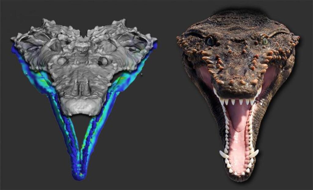 título imagem Uma mordida impressionante: cientistas da UFSM recriam o hábito de caça de um predador extinto há mais de 230 milhões de anos