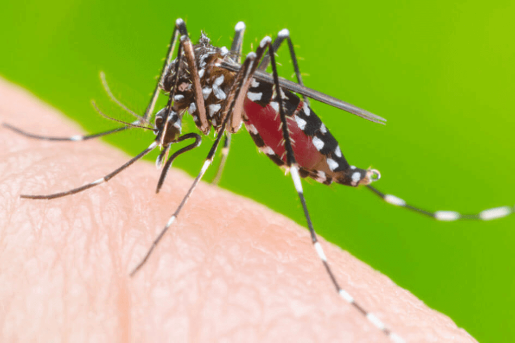  - Aedes Aegypti, mosquito transmissor da dengue, chikungunya e zika. - Imagem ilustrativa: reprodução internet