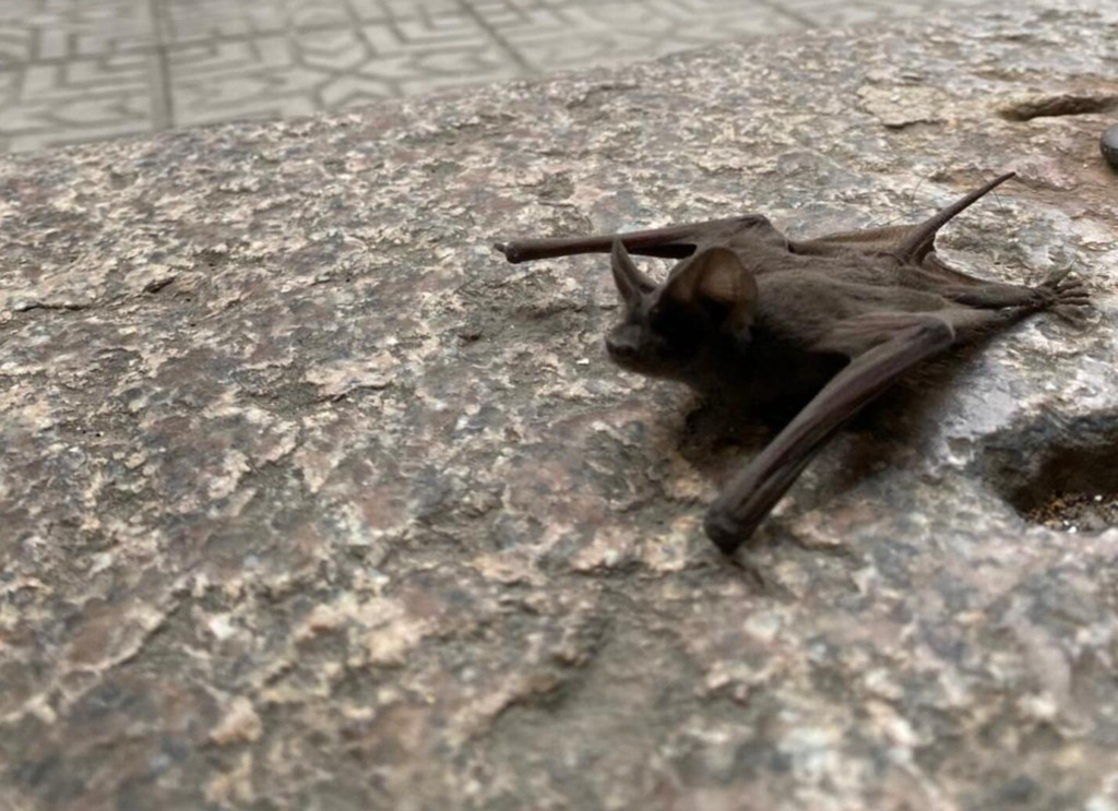 Inofensivos, morcegos fazem parte da fauna pelotense; saiba como lidar