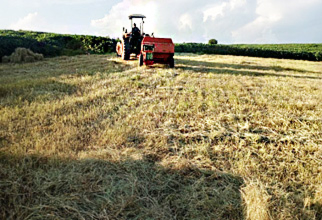 ATIVIDADES DESENVOLVIDAS NA SECRETARIA DA AGRICULTURA DE ZORTÉA