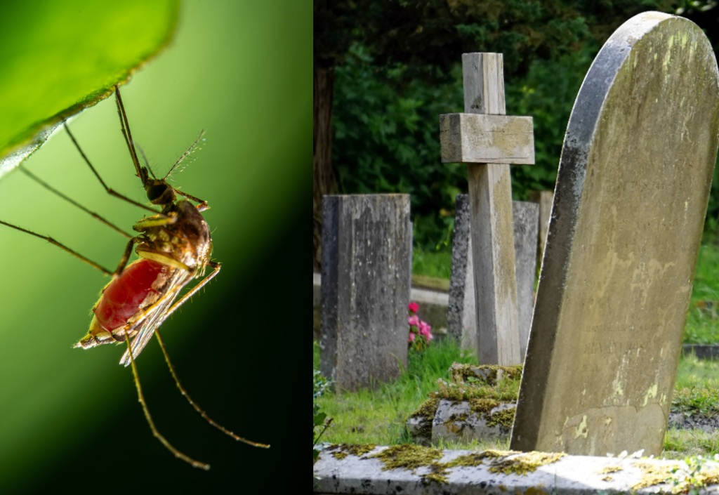 Urgente: cinco pessoas morrem por dengue em SC