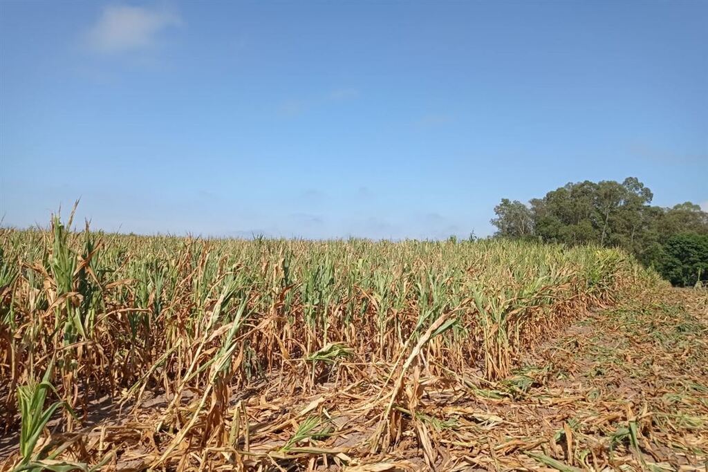Fotos:Maurício Simon/ arquivo pessoal - Registro da plantação de milho na propriedade de Maurício Simon.