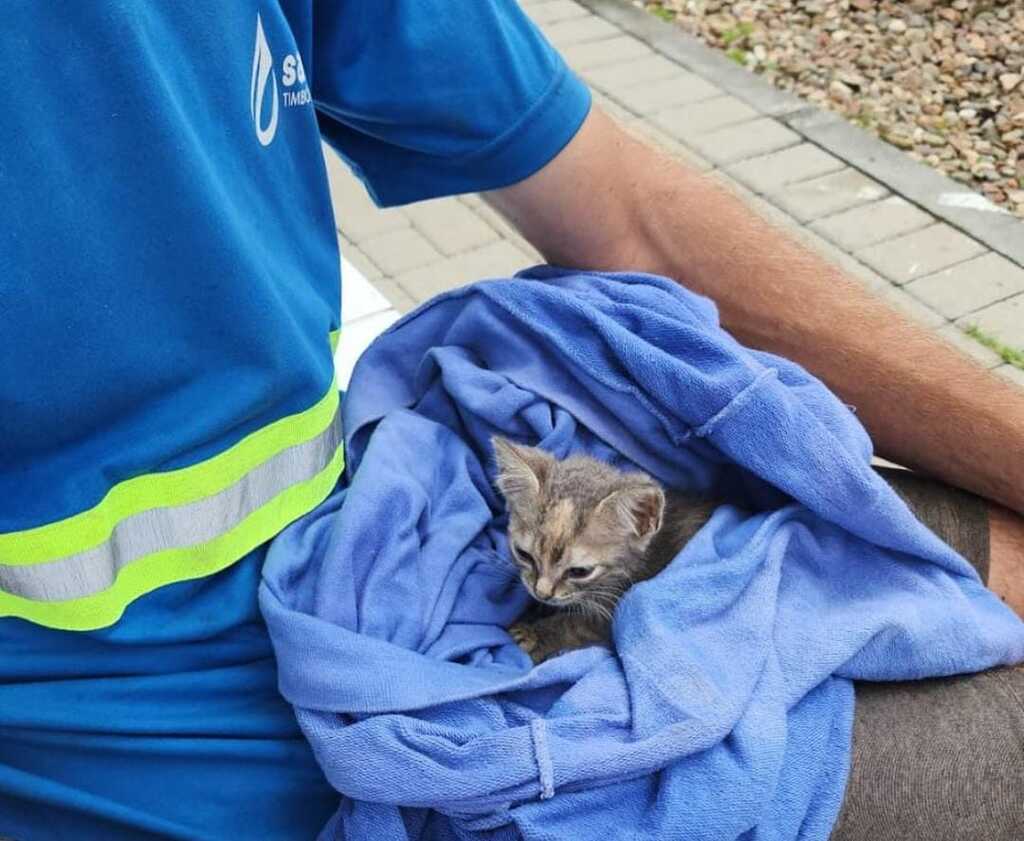 Filhote de gato é encontrado junto aos sacos de lixo em Timbó