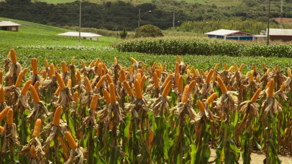 Programa Terra Boa 2024 para famílias rurais será lançado na quarta-feira