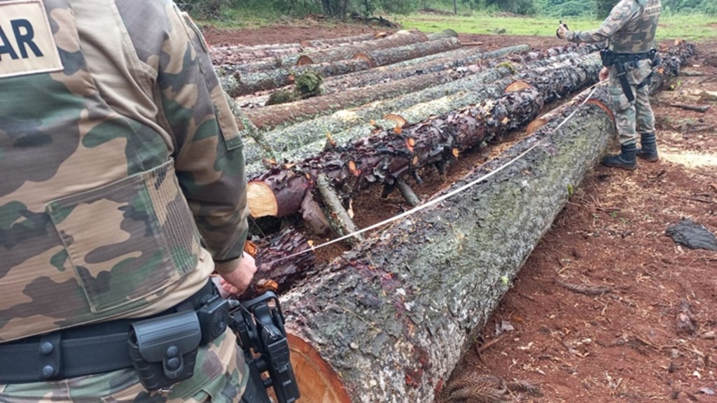 Polícia Militar Ambiental apreende 225 toras de Pinheiro Brasileiro