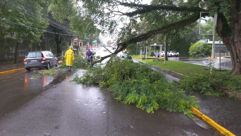 Galho de árvore cai na Rua Venâncio Aires e deixa trânsito em meia pista; veja rotas alternativas