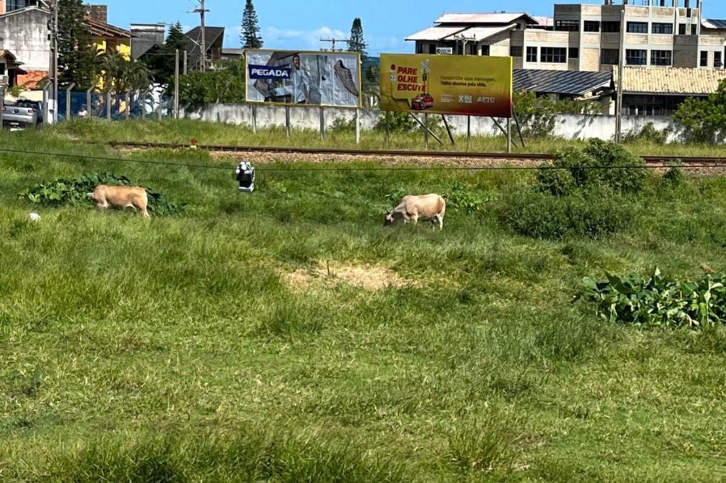 Preocupação com animais soltos próximos à linha férrea em Imbituba