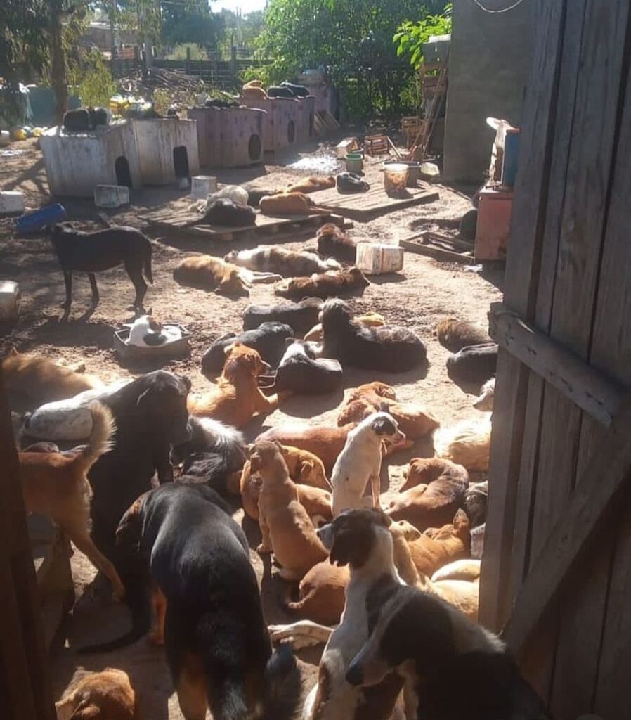 ONG do Capão do Leão que abriga cachorros pede ajuda