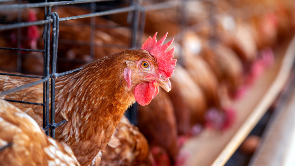 Cidasc reforça cuidados preventivos contra influenza aviária