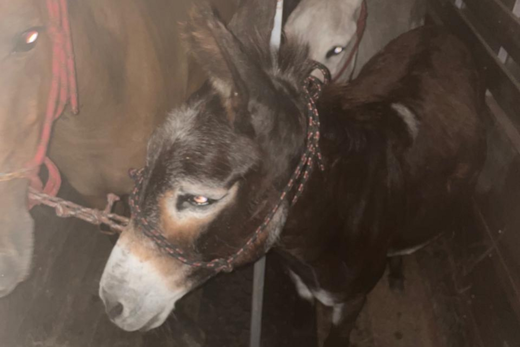 Burros e cavalo resgatados em ruas de Santa Maria na noite de segunda seguem à espera da identificação de responsável