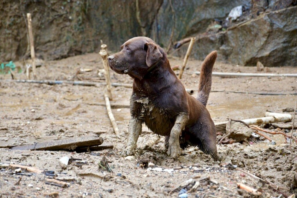 Cães de busca do CBMSC já encontraram sete vítimas das chuvas em Petrópolis