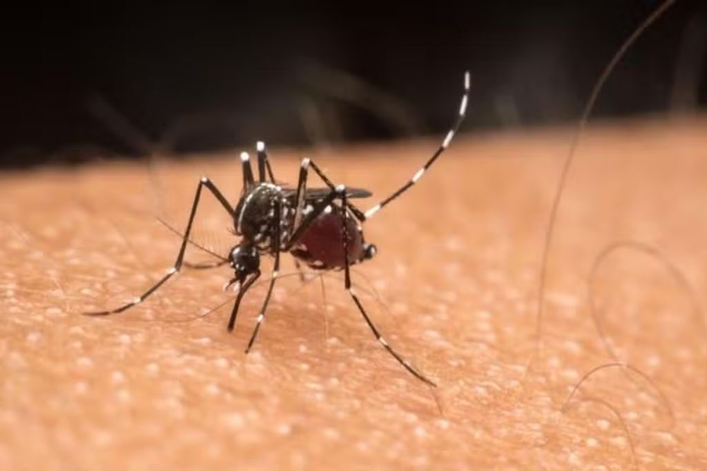  - Aedes aegypti é reconhecido por sua coloração escura com listras brancas ao longo do corpo e pernas; ele é menor que outros mosquitos comuns e é diurno — Foto: GETTY IMAGES via BBC