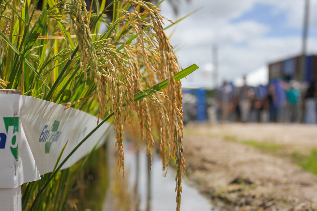 Foto: Jô Folha - DP - Segundo o Irga, o aumento da área semeada com arroz foi de 7,17% em relação à última safra