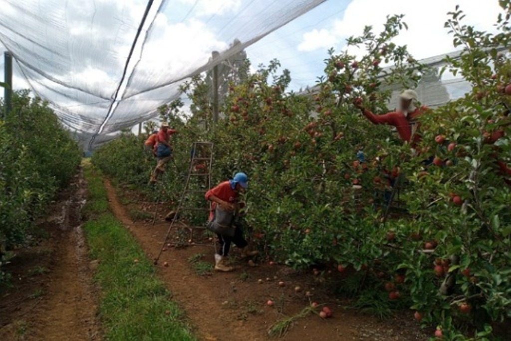 Ressocialização de apenados pelo trabalho na fruticultura na Serra se torna referência
