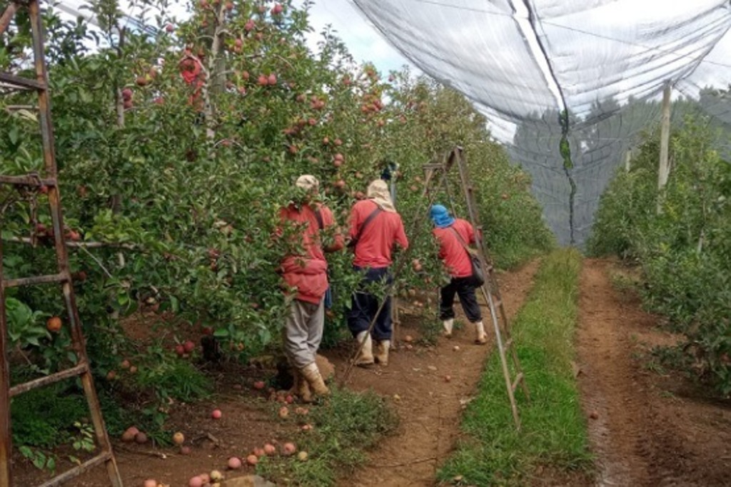  Ressocialização de apenados pelo trabalho na fruticultura na Serra se torna referência