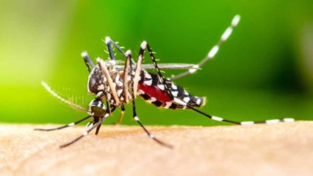 Remessa com 15 mil doses da vacina contra a dengue chega a Santa Catarina