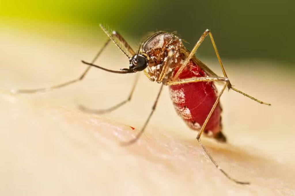  - A fêmea adulta do Aedes aegypti após uma refeição de sangue — Foto: Centros de Controle e Prevenção de Doenças dos Estados Unidos (CDC)