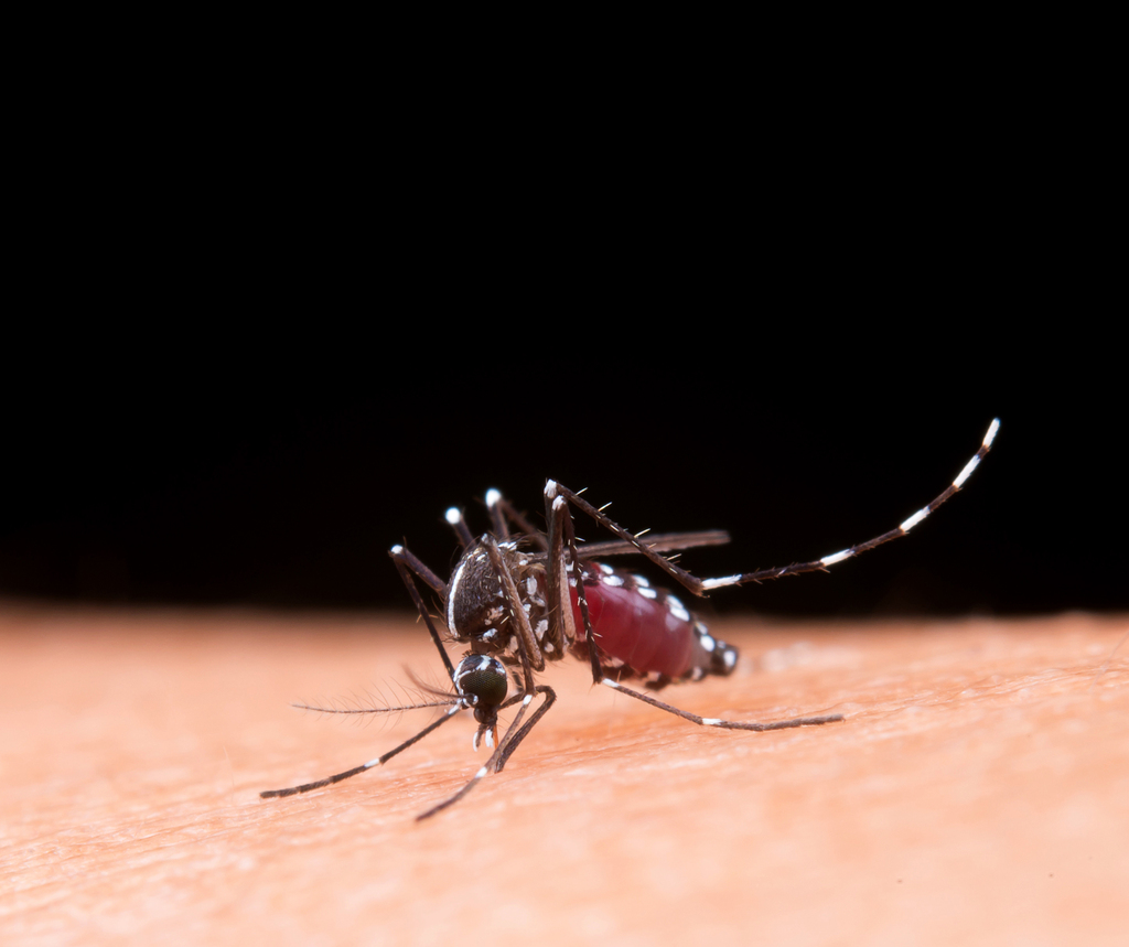 Foto: Divulgação - DP - Mosquito Aedes aegypti é o transmissor da dengue