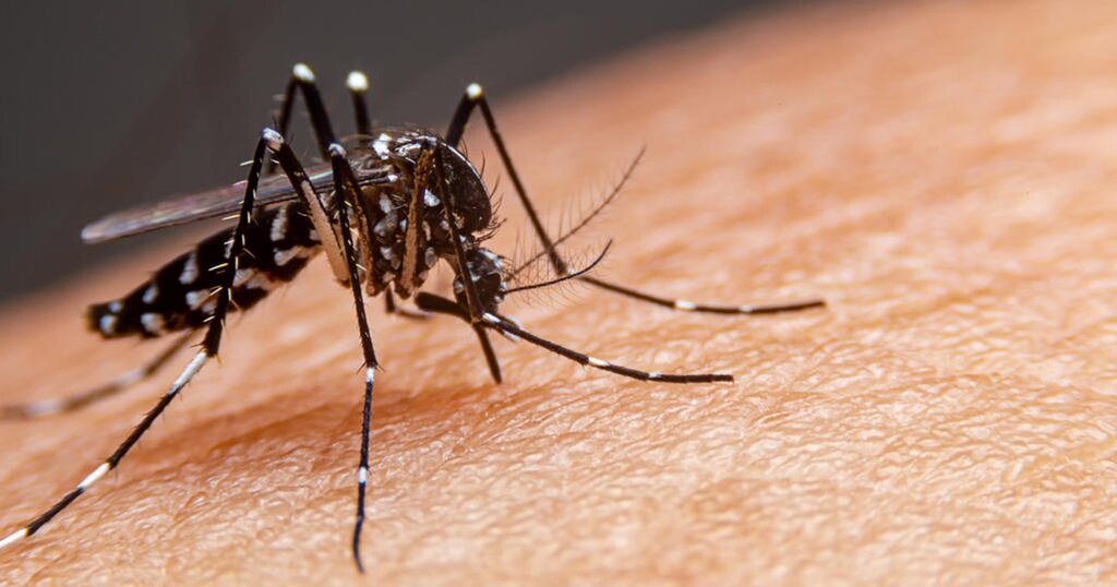 Timbó registra  52 focos de  dengue em 2024
