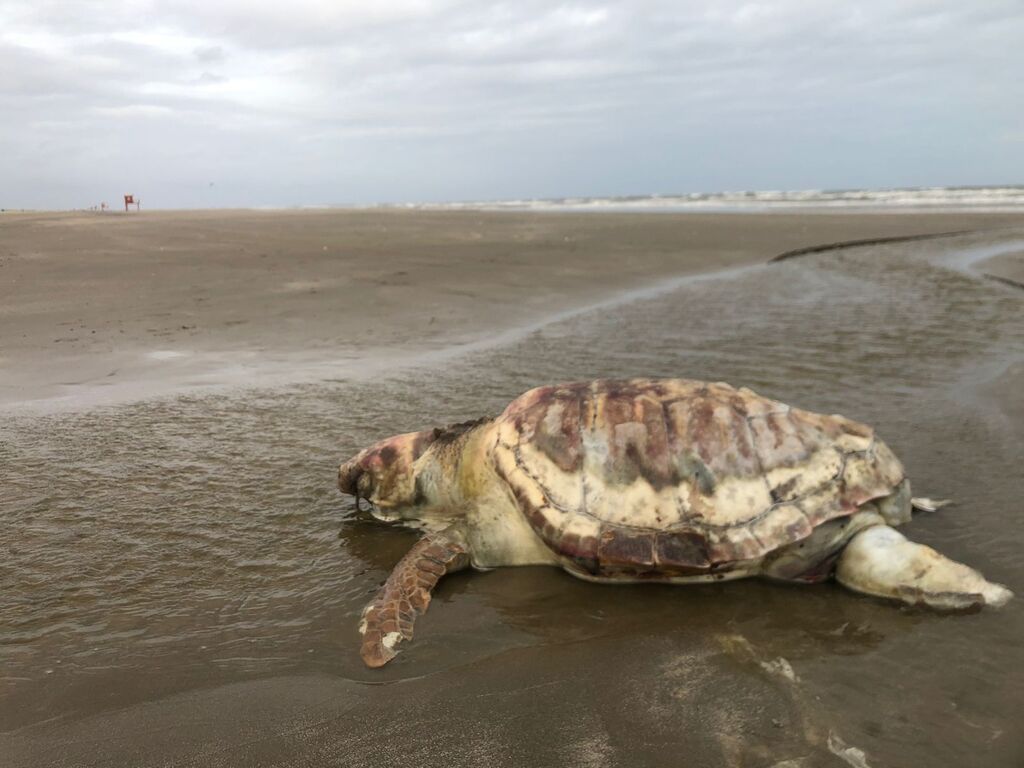 Tartarugas são encontradas mortas na Praia do Cassino