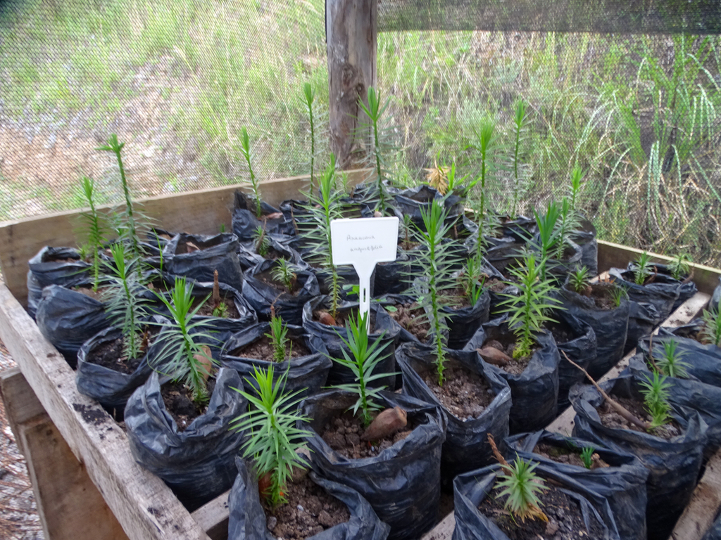 DNIT coleta vegetação na BR-285/RS para monitoramento, resgate e propagação das espécies nativas