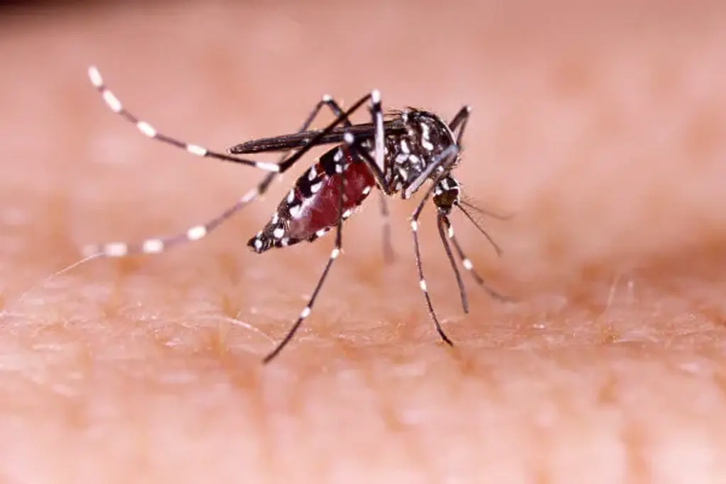 Governo de SC lança painel com dados da dengue