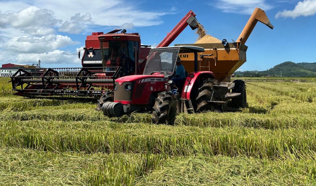 COOPERJA ACOMPANHA COLHEITA DE ARROZ E ATESTA A QUALIDADE DAS SEMENTES E GRÃOS
