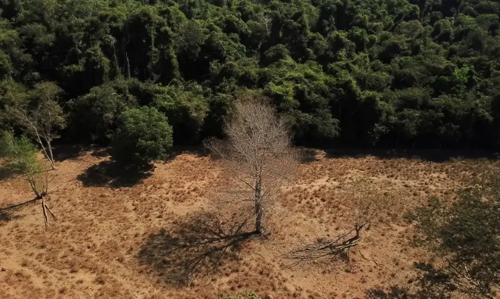 Desmatamento no Cerrado cai 48% em janeiro, mostra instituto