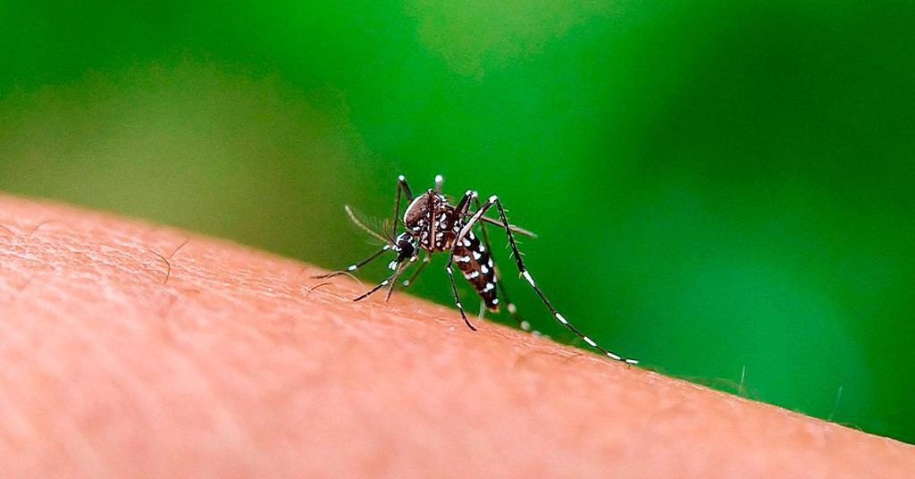 SITUAÇÃO EPIDEMIOLÓGICA DA DENGUE  PREOCUPA SANTA CATARINA