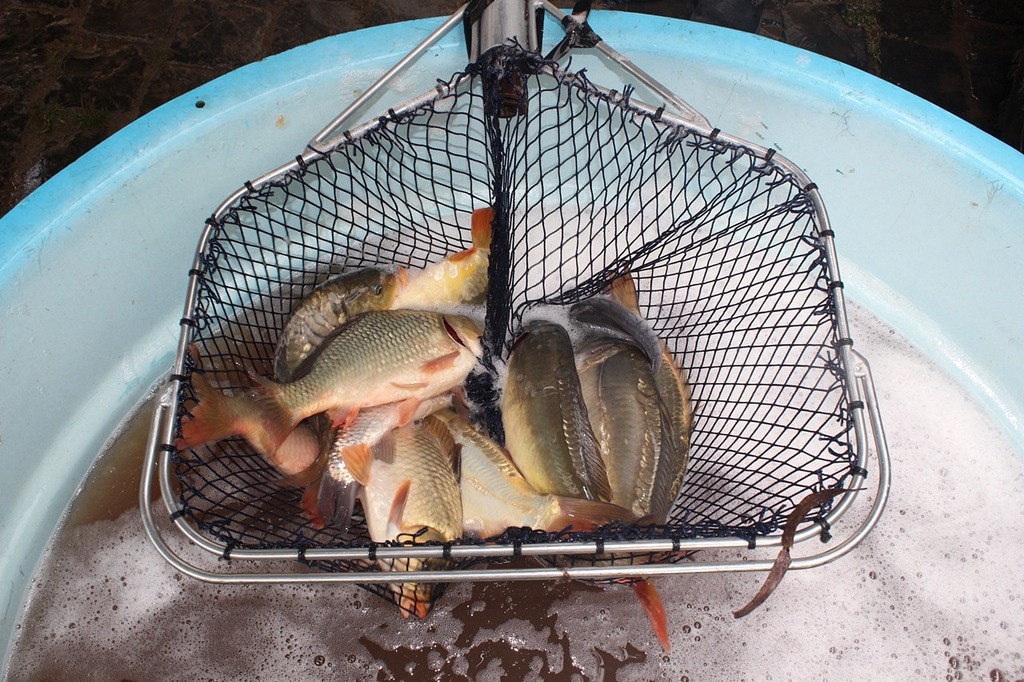 Feira do Programa Peixe na Mesa vende 500 quilos