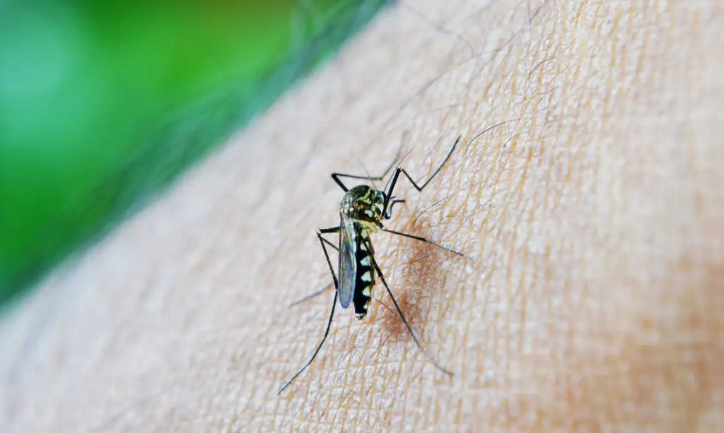 Foto: divulgação - Agência Brasil - Desde o início do ano, o Brasil registrou 1.038.475 casos prováveis de dengue e 258 mortes confirmadas pela doença