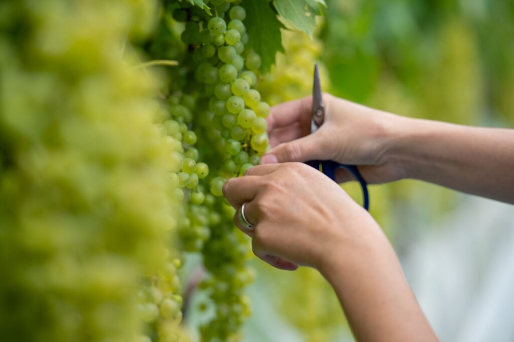 Serra Catarinense recebe mais edição da vindima para celebrar a colheita da uva no estado