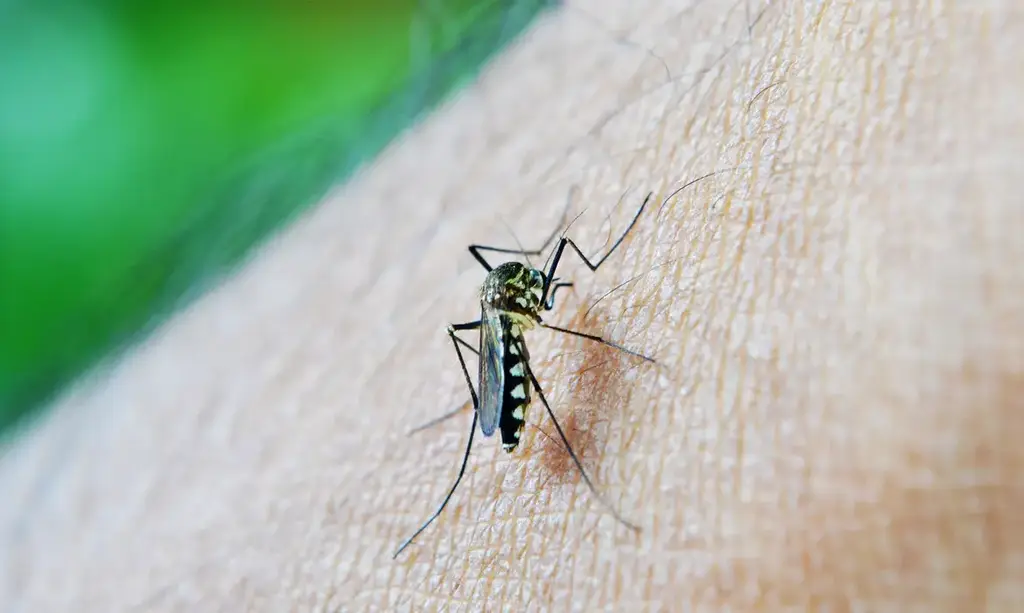 título imagem Casos de dengue em gestantes aumentam 345% em 2024